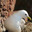 Чайка (Larus) Стоковое фото, фотограф Некрасов Андрей / Фотобанк Лори