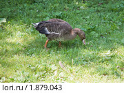 Гусь белолобый (Anser albifrons, White-fronted Goose) щиплет траву. Стоковое фото, фотограф Сергей Дубров / Фотобанк Лори