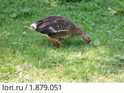 Гусь белолобый (Anser albifrons, White-fronted Goose) щиплет траву. Стоковое фото, фотограф Сергей Дубров / Фотобанк Лори
