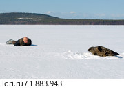 Человек ползет к тюленю - кольчатая нерпа (Pusa hispida) Стоковое фото, фотограф Некрасов Андрей / Фотобанк Лори