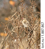 Чечетка (Redpoll, Acanthis flammea) Стоковое фото, фотограф Щеголева Ольга / Фотобанк Лори