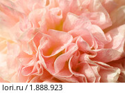 Шток-роза (Alcea rosea) Стоковое фото, фотограф Александр Алексеев / Фотобанк Лори