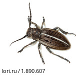 Усач-корнегрыз, Корнеед, Доркадион шелковистый, Dorcadion holosericeum, borer, Capricorn beetle, mahseer. Стоковое фото, фотограф Василий Вишневский / Фотобанк Лори