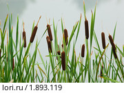 Рогоз широколистный, Typha latifolia. Стоковое фото, фотограф Василий Вишневский / Фотобанк Лори