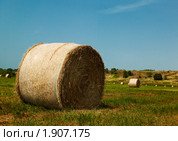 Скошеное поле со снопами сена. Стоковое фото, фотограф Толоконов Дмитрий Львович / Фотобанк Лори