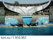 Косатка, Океания, мир океана в Сан-Диего. Аттракцион с косатками (2009 год). Редакционное фото, фотограф Nataliya Sabins / Фотобанк Лори