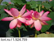Лотос Комарова, или лотос орехоносный (Nelumbo komarovii, Nelumbo nucifera) Стоковое фото, фотограф Надежда Келембет / Фотобанк Лори