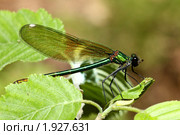 Стрекоза-красотка (calopteryx) Стоковое фото, фотограф Маргарита Герм / Фотобанк Лори