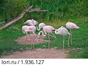 Фламинго розовый. (Phoenicopterus roseus) Стоковое фото, фотограф Алёшина Оксана / Фотобанк Лори