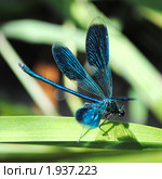 Взлетающая блестящая красотка (Calopteryx splendens) Стоковое фото, фотограф Красилов Игорь / Фотобанк Лори