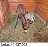 Ослица и маленький ослик. ( Equus asinus asinus) Стоковое фото, фотограф Алёшина Оксана / Фотобанк Лори