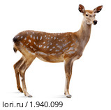 Олень пятнистый, Sika Deer, Cervus nippon. Стоковое фото, фотограф Василий Вишневский / Фотобанк Лори