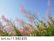 Иван-чай обыкновенный (Epilobium angustifolium) Стоковое фото, фотограф Галина Ермолаева / Фотобанк Лори