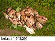 Много пойманной рыбы лежит на траве. Стоковое фото, фотограф Сергей Кулигин / Фотобанк Лори
