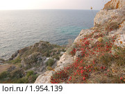 Эфедра (Ephedra) на Тарханкуте в урочище Джангуль (2010 год). Стоковое фото, фотограф Елена Ильина / Фотобанк Лори