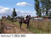 Гнедая лошадь пасется у дома (2010 год). Редакционное фото, фотограф Татьяна Злобина / Фотобанк Лори