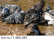 Голубь сизый, Columba livia. Стоковое фото, фотограф Василий Вишневский / Фотобанк Лори