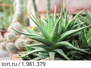 Хавортия (Haworthia) Стоковое фото, фотограф Заноза-Ру / Фотобанк Лори