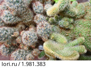 Кактусы Weberbauerocereus winterianus  и Rebutia pulvinosa. Стоковое фото, фотограф Заноза-Ру / Фотобанк Лори