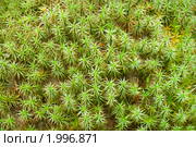 Кукушкин лен (Polytrichum commune) Стоковое фото, фотограф Александр Романов / Фотобанк Лори