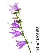 Колокольчик (Campanula) Стоковое фото, фотограф Галина Ермолаева / Фотобанк Лори