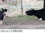 Белоомут. Коровы изнывают от жары (2010 год). Стоковое фото, фотограф Ярослав Каминский / Фотобанк Лори