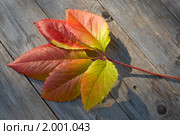 Осенний лист винограда на столе. Девичий виноград пятилисточковый (Parthenocissus quinquefolia) Стоковое фото, фотограф Александр Алексеев / Фотобанк Лори