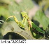 Богомол обыкновенный (Mantis religiosa) Стоковое фото, фотограф Красилов Игорь / Фотобанк Лори