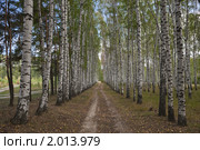 Березовая аллея. Стоковое фото, фотограф Иван Сазыкин / Фотобанк Лори