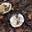 Подгруздок белый (лат. Russula delica), сухой груздь, сухарь. Стоковое фото, фотограф Елена Ильина / Фотобанк Лори