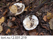 Подгруздок белый (лат. Russula delica), сухой груздь, сухарь. Стоковое фото, фотограф Елена Ильина / Фотобанк Лори