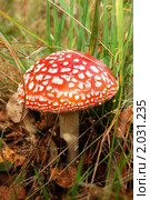 Мухомор (лат. Amanita) Стоковое фото, фотограф Елена Ильина / Фотобанк Лори