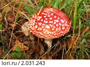 Мухомор (лат. Amanita) Стоковое фото, фотограф Елена Ильина / Фотобанк Лори