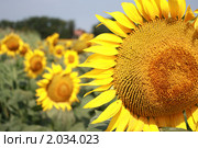 Подсолнух. Стоковое фото, фотограф Олег Хархан / Фотобанк Лори
