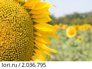 Подсолнух. Стоковое фото, фотограф Олег Хархан / Фотобанк Лори