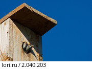 Воробьиный домик. Стоковое фото, фотограф Ольга Денисова / Фотобанк Лори