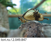 Желтая бабочка на камне. Стоковое фото, фотограф Елена Боброва / Фотобанк Лори