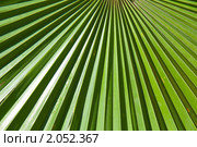 Трахикарпус Форчуна или японская веерная пальма (Trachycarpus fortunei (Chamaerops excelsa) Стоковое фото, фотограф Федор Королевский / Фотобанк Лори