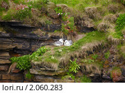 Птицы глупыши на скале в Шотландии (2010 год). Стоковое фото, фотограф Сергей Пристяжнюк (Serg Zastavkin) / Фотобанк Лори