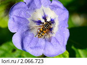 Европейская Журчалка (helophilus pendulus) на цветке. Стоковое фото, фотограф Olha Ukhal / Фотобанк Лори
