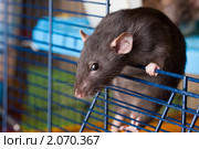 Черная крыса породы Дамбо. Стоковое фото, фотограф Argument / Фотобанк Лори