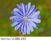 Цикорий обыкновенный (Cichorium intybus) Стоковое фото, фотограф Алёшина Оксана / Фотобанк Лори