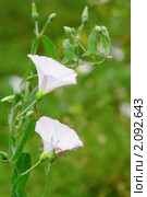Цветы вьюнка полевого  (Convolvulus arvensis) Стоковое фото, фотограф Галина Ермолаева / Фотобанк Лори