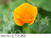 Эшшольция. Калифорнийский мак. Eschscholzia californica. Стоковое фото, фотограф Шичкина Антонина / Фотобанк Лори