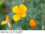 Эшшольция. Калифорнийский мак. Eschscholzia californica. Стоковое фото, фотограф Шичкина Антонина / Фотобанк Лори