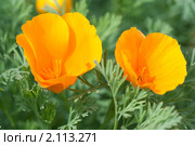 Эшшольция. Калифорнийский мак. Eschscholzia californica. Стоковое фото, фотограф Шичкина Антонина / Фотобанк Лори
