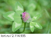Клевер луговой. Trifolium pratense. Стоковое фото, фотограф Шичкина Антонина / Фотобанк Лори