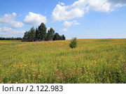 Березы в поле. Стоковое фото, фотограф Сергей Яковлев / Фотобанк Лори
