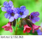 Медуница неясная цветет (Pulmonaria obskura) Стоковое фото, фотограф Алёшина Оксана / Фотобанк Лори