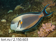 Рыба-хирург - Acanthurus sohal - Acanthuridae - Красное море, Синай, Египет. Стоковое фото, фотограф Виктор Савушкин / Фотобанк Лори